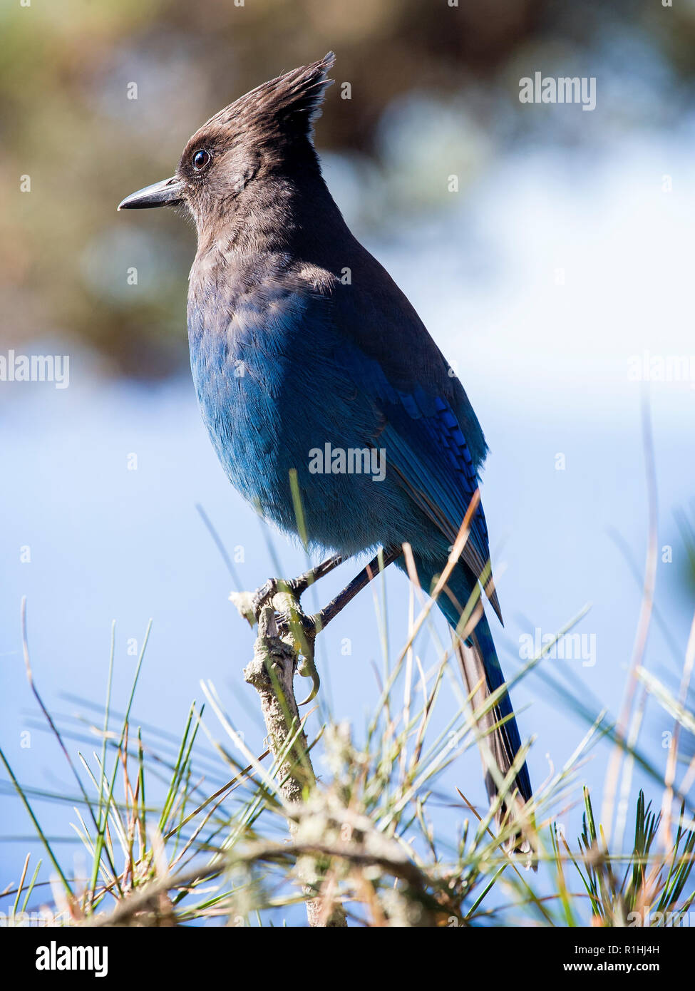 Il Jay dello Steller (Cyanocitta stelleri) a Big sur, California Foto Stock