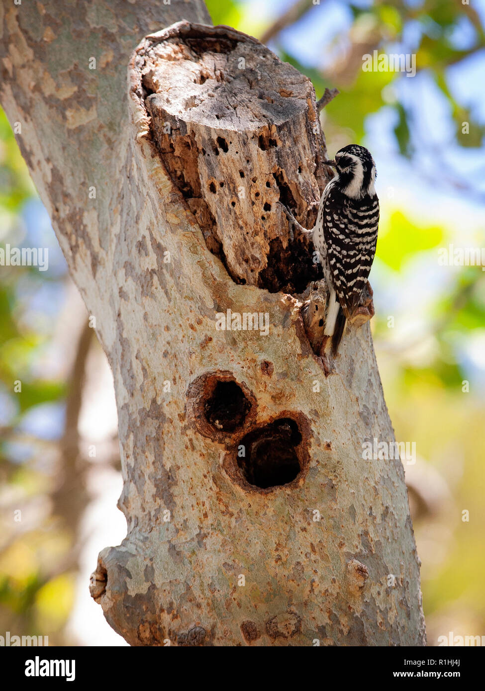 Picchio di Nuttall (Dryobates nuttallii) a Palo Alto, California, USA Foto Stock
