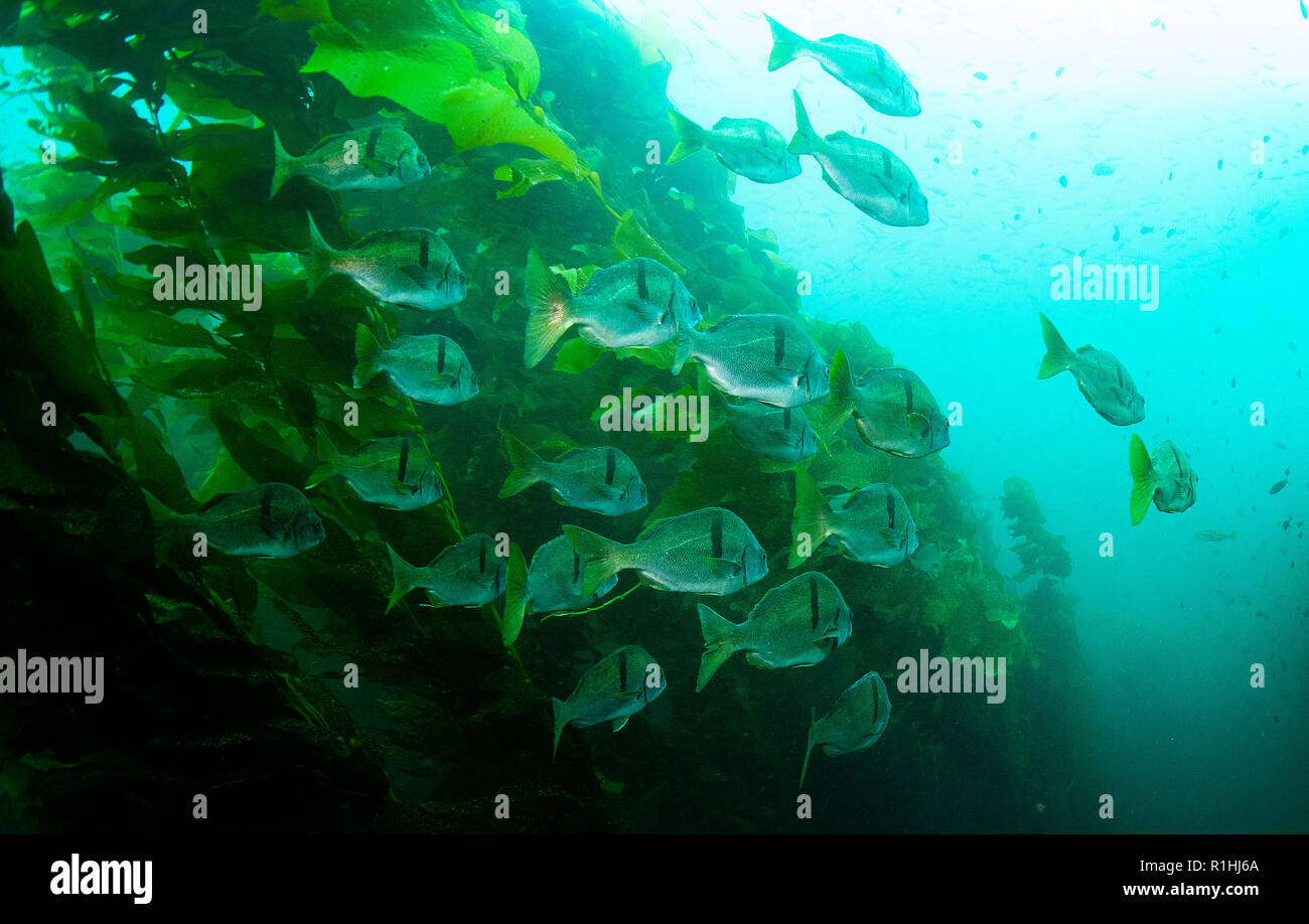 Scuola di pesce della California Sargo a Santa Cruz Island, California, USA Foto Stock