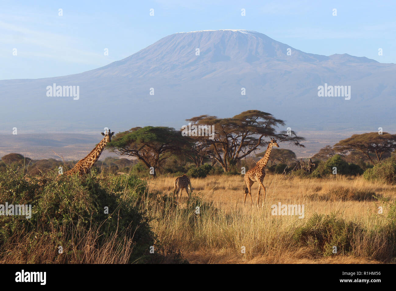 Vista panoramica del Monte Kilimanjaro con le giraffe incrocio nella parte anteriore Foto Stock