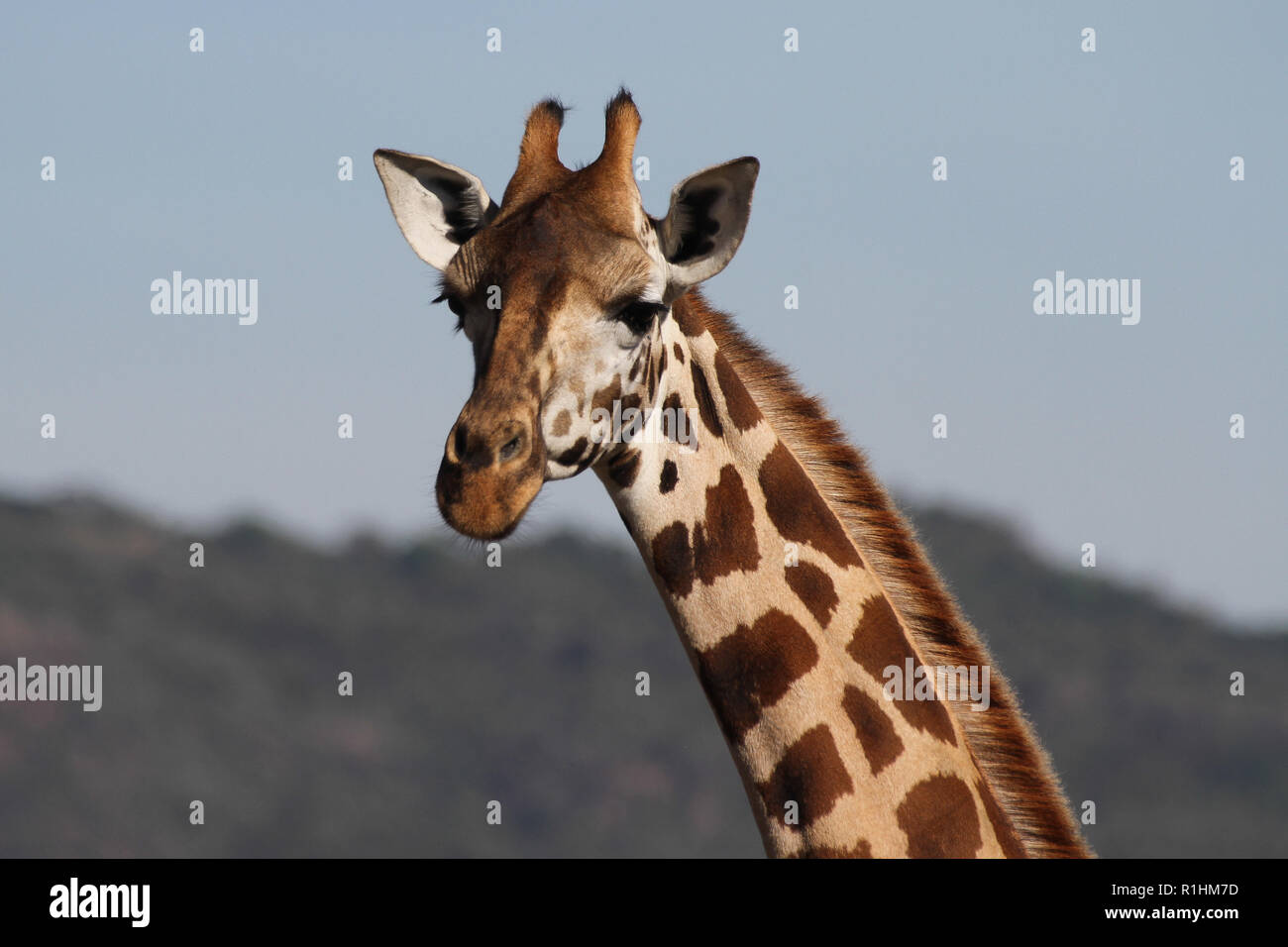 La giraffa ti sta guardando Foto Stock