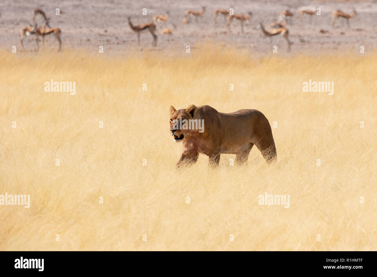 Africa Leonessa - leonessa a camminare in erba lunga (Panthera Leo ), springbok in background, il Parco Nazionale di Etosha, Namibia Africa Foto Stock