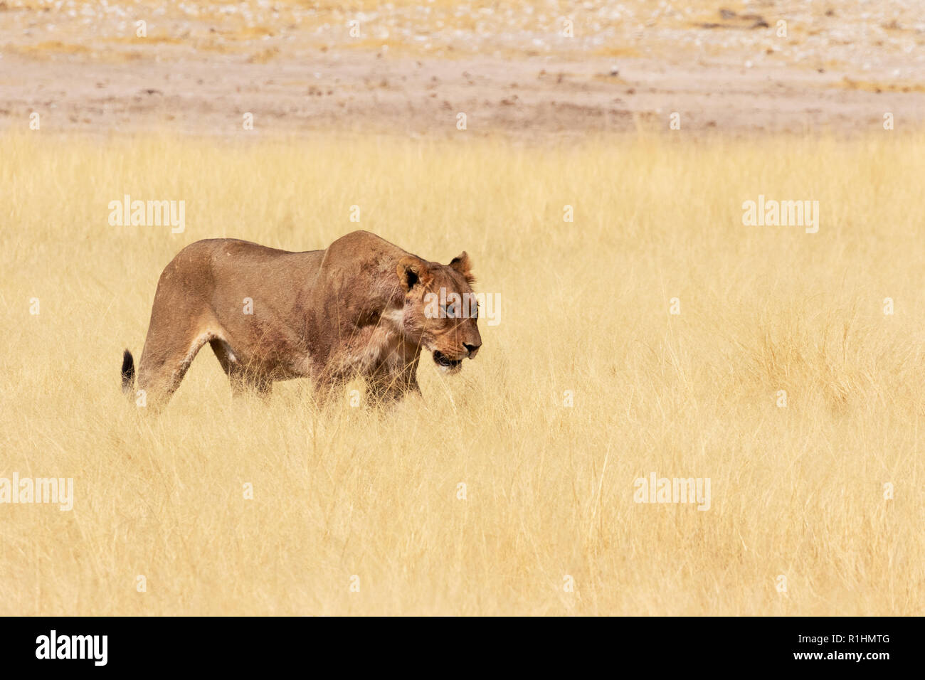 Namibia Wildlife - leonessa a camminare in erba lunga, il Parco Nazionale di Etosha, Namibia Africa Foto Stock