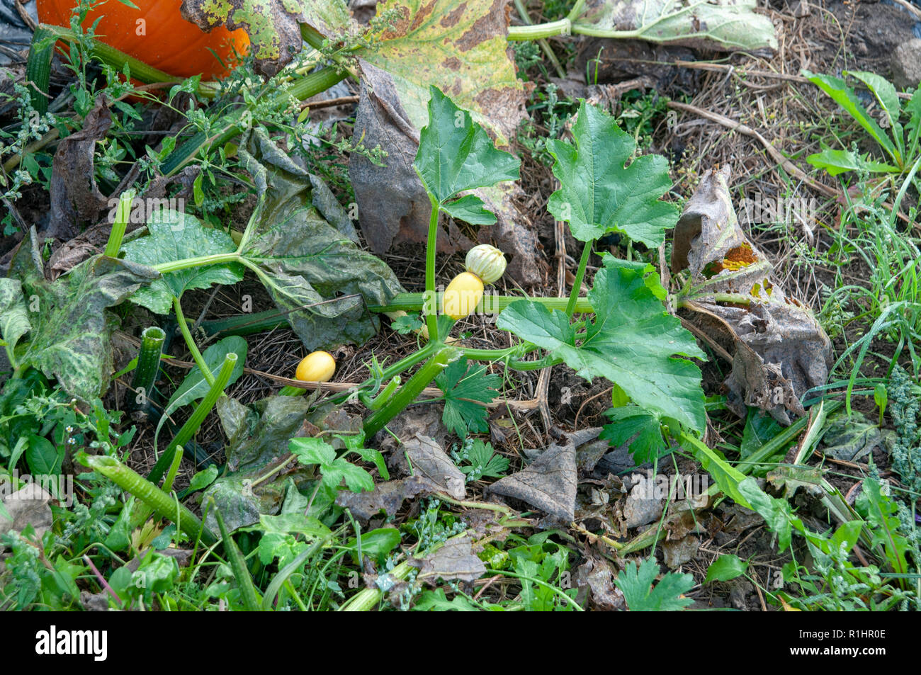 Sbocciano i fiori di zucca zucca in campo. Zucca (Cucurbita sp.) che cresce in un campo. Queste piante producono grandi frutti commestibili. Fotografato a Neustif Foto Stock