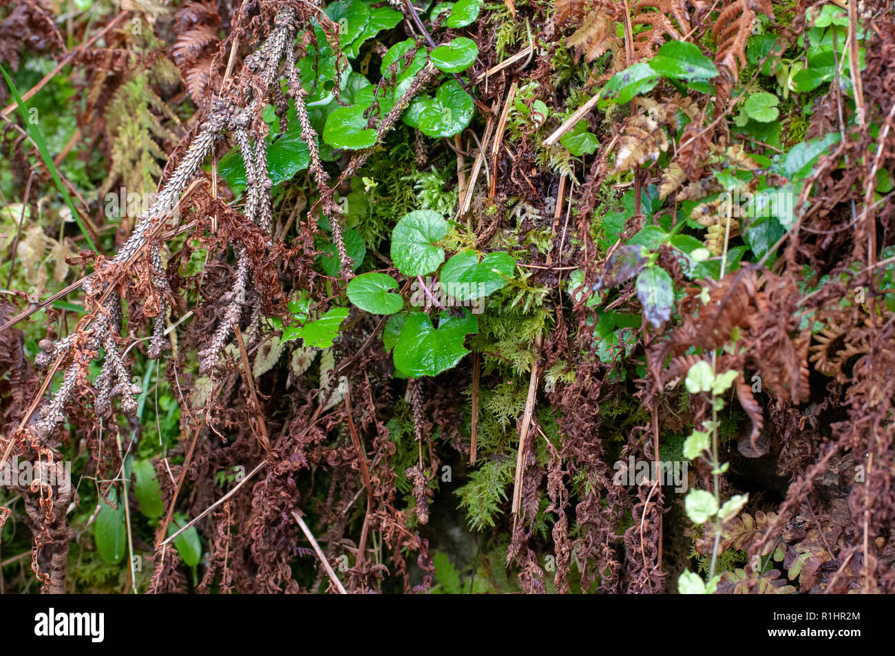 Moss e foglie posato sul marciume pino rami. Questo impianto utilizza alberi o rocce per supporto. Non danneggiare l'albero, così è chiamato un epip Foto Stock