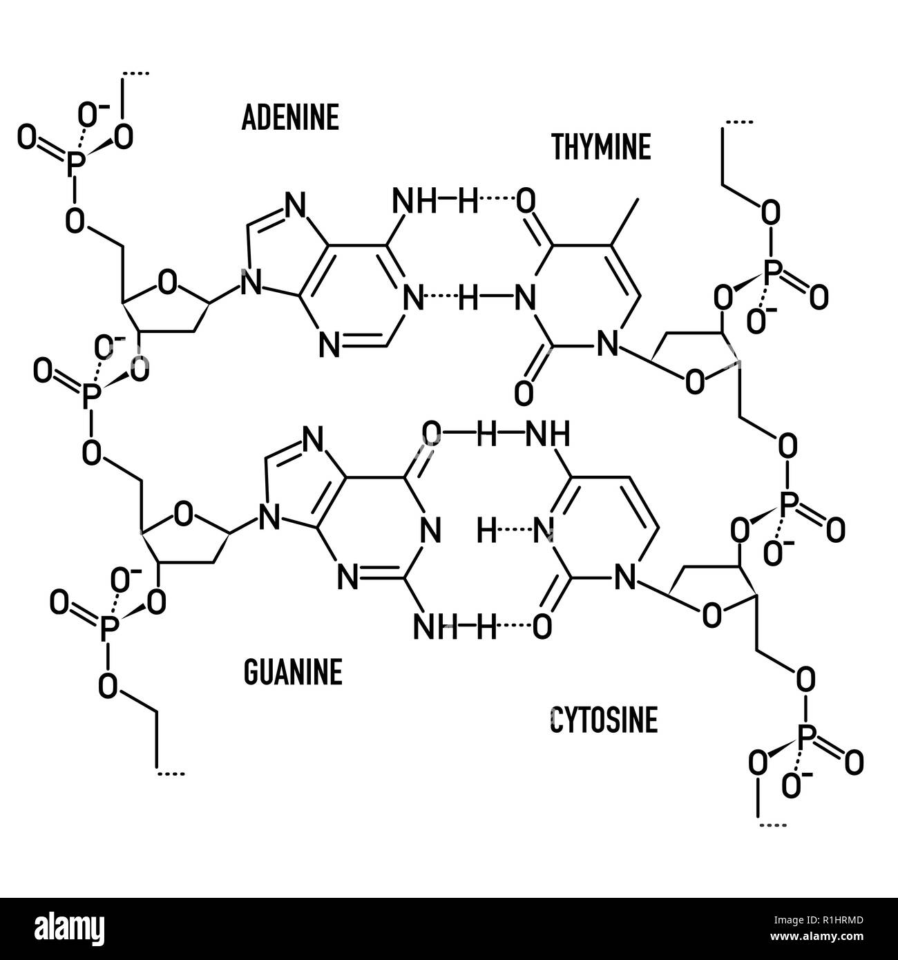 Molecola di DNA di struttura Illustrazione Vettoriale