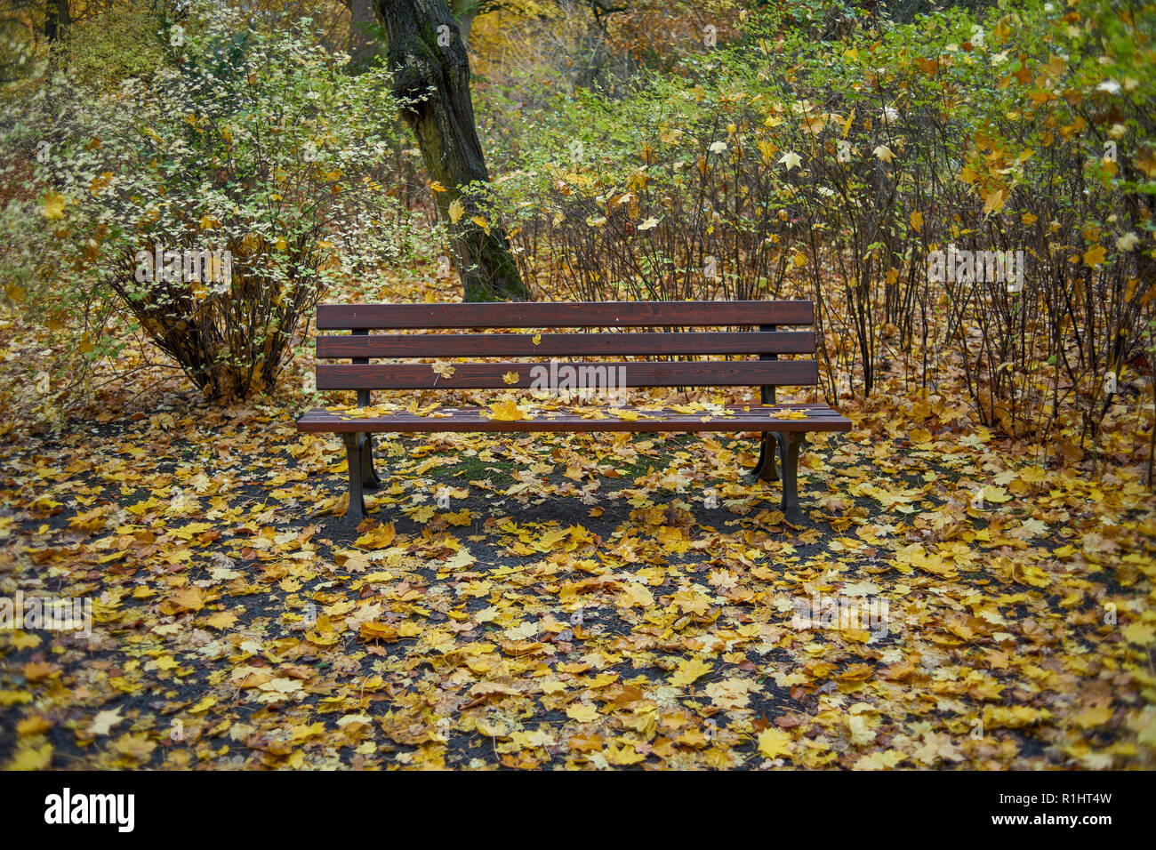 Parco Szczytnicki in autunno Wroclaw Bassa Slesia Polonia Foto Stock