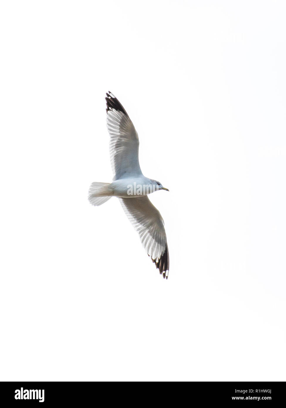 Un bianco sea gull con parafango nero suggerimenti si eleva al di sopra del lago di Caroline, nel nord-ovest della Louisiana, isolata contro un cielo bianco.. Foto Stock