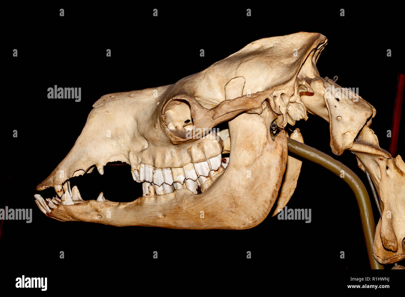 Cranio di dinosauro Foto Stock
