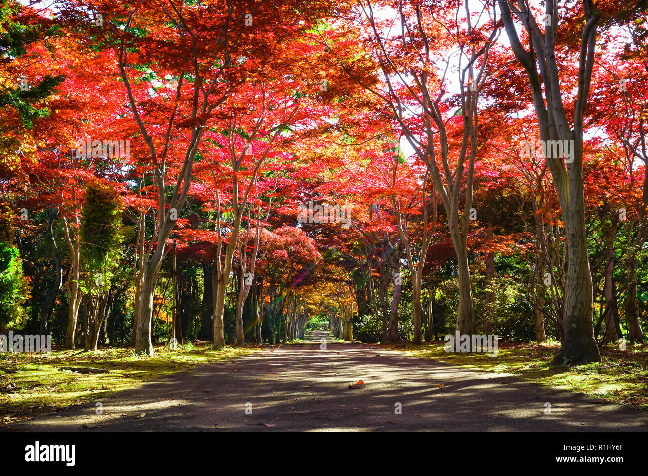 La stagione autunnale colorata di foglie in Sapporo Hokkaido in Giappone Foto Stock