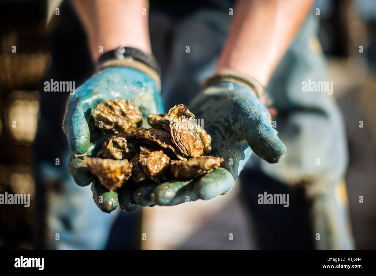 Giovane uomo mostra catturati i molluschi e i crostacei. Foto Stock