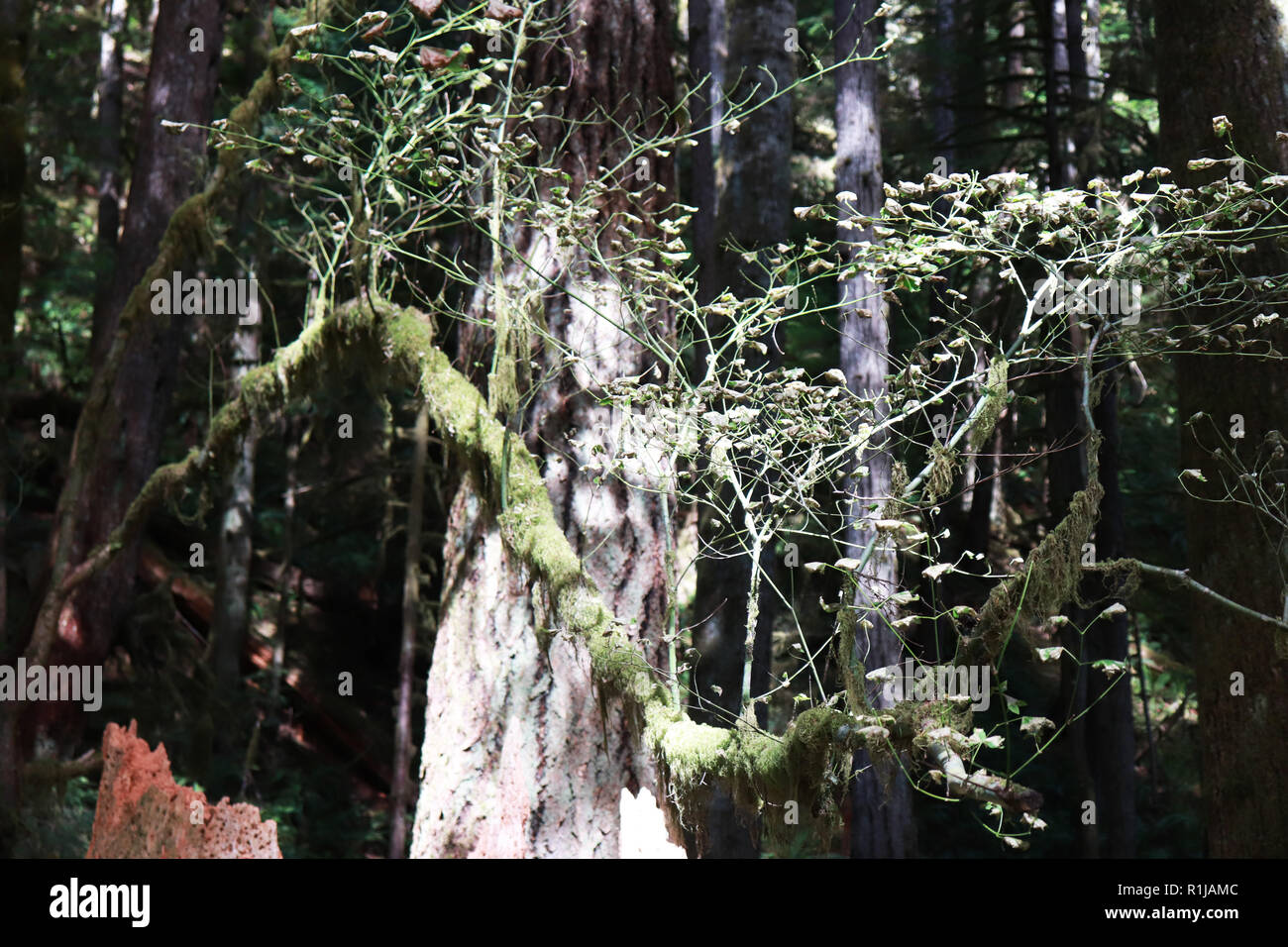 Alberi e crescita nell'Olympic National Forest, Washington Foto Stock