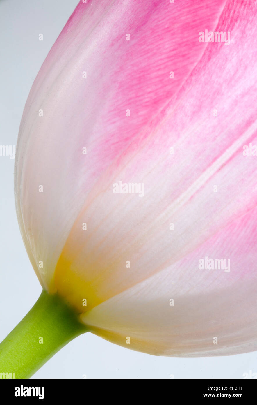 Pink tulip flower su sfondo bianco Foto Stock