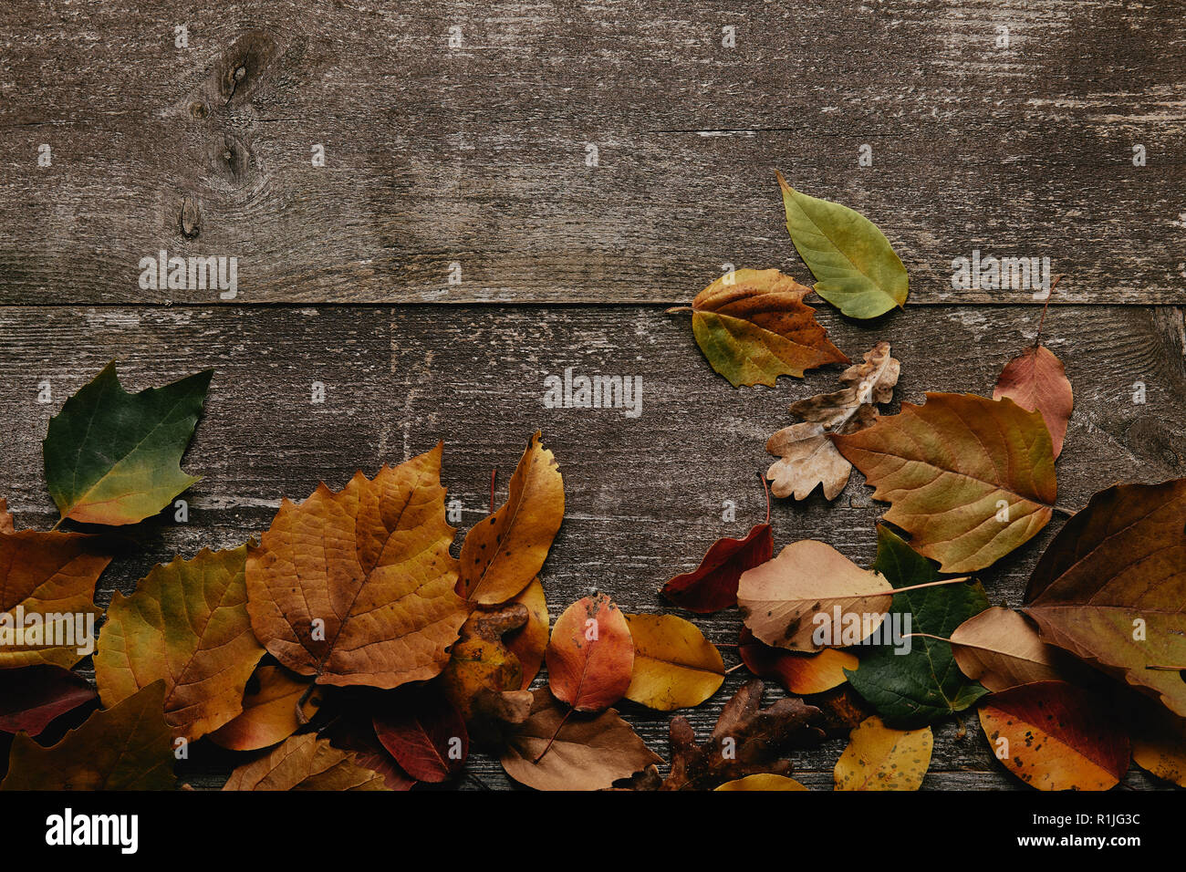 Lay piatto con colorate foglie cadute su una superficie di legno Foto Stock