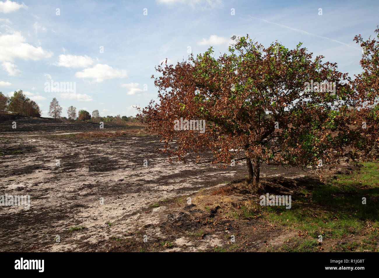 Area bruciata dalla foresta e heath fire, Maasduinen National Park, il Limburgo, Paesi Bassi Foto Stock