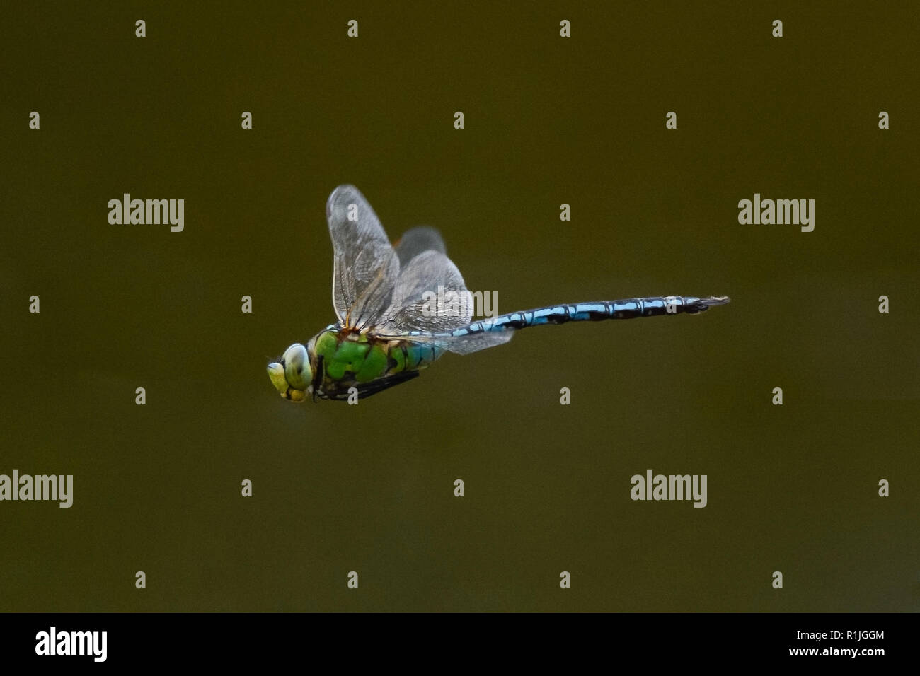 L'imperatore libellula in volo, Cornwall, Regno Unito Foto Stock