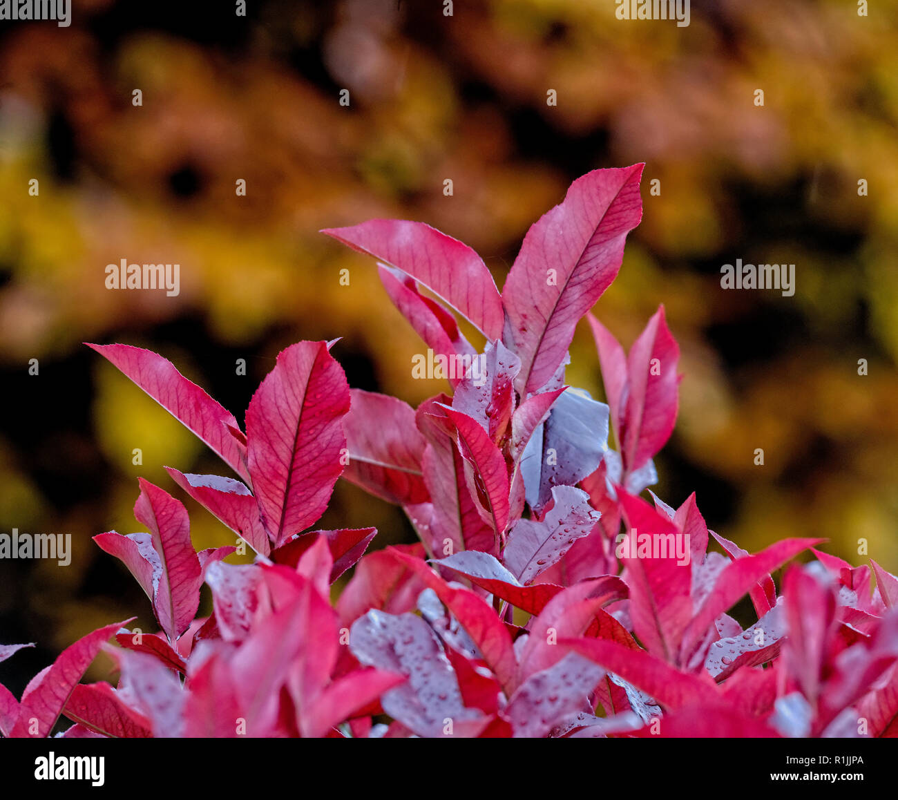 Dettagli di alberi in autunno colori. Photinia fraseri red robin arbusto con rame modello faggio dietro. Foto Stock