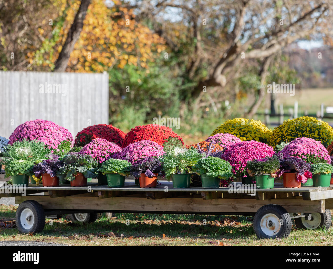 Carro pieno di mamme in un East Hampton farm stand Foto Stock