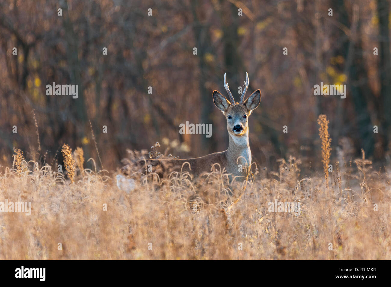 Buck con daini caprioli nel selvaggio Foto Stock