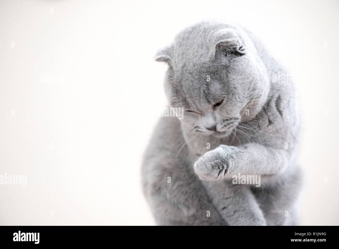 Ritratto monocromatica di grigio di un prigioniero maschio Scottish Fold gatto chiamato Humphrey Foto Stock