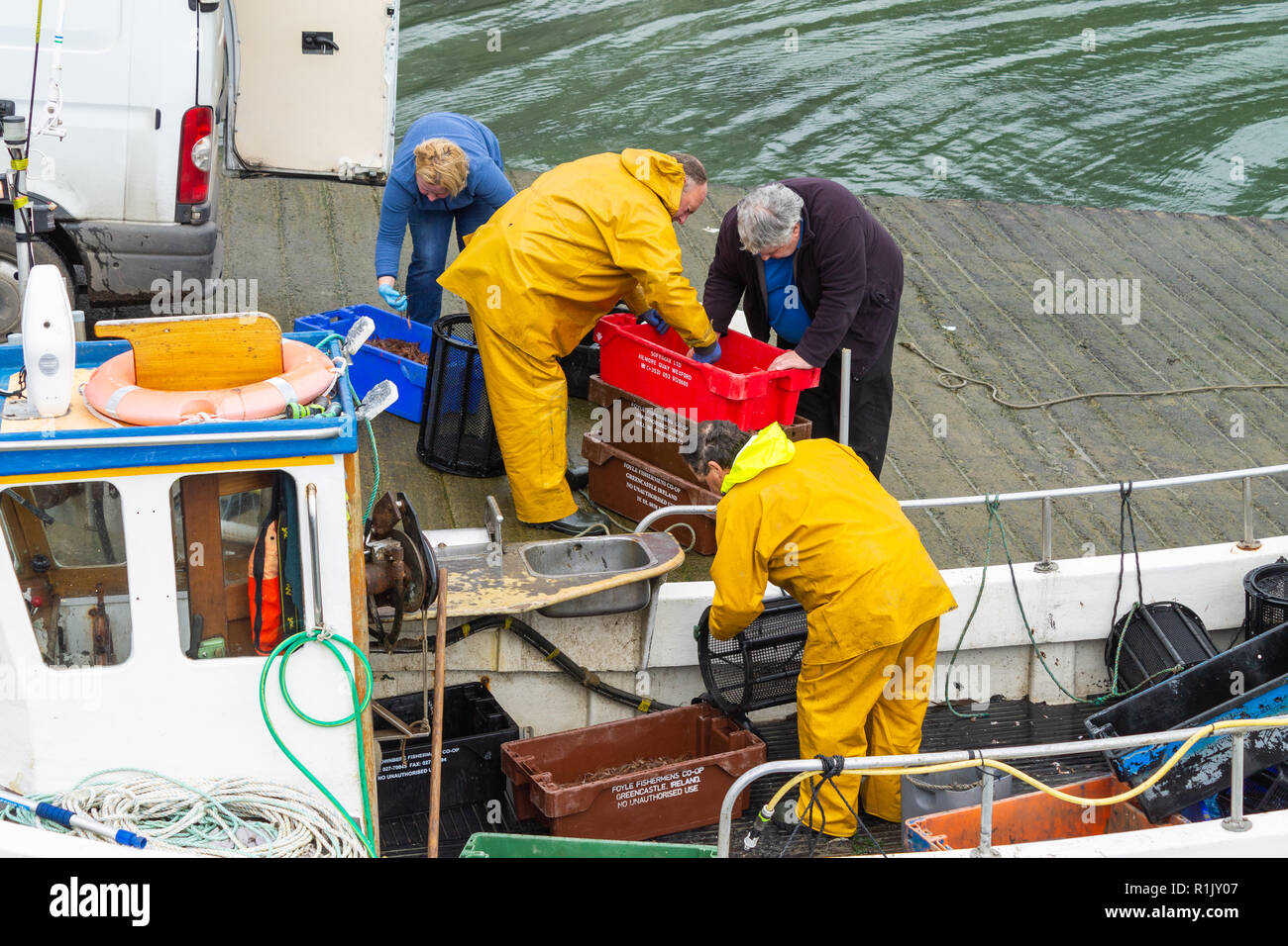 Pescatore di gamberetti sbarco la sua cattura del giorno di gamberi freschi in Irlanda Foto Stock