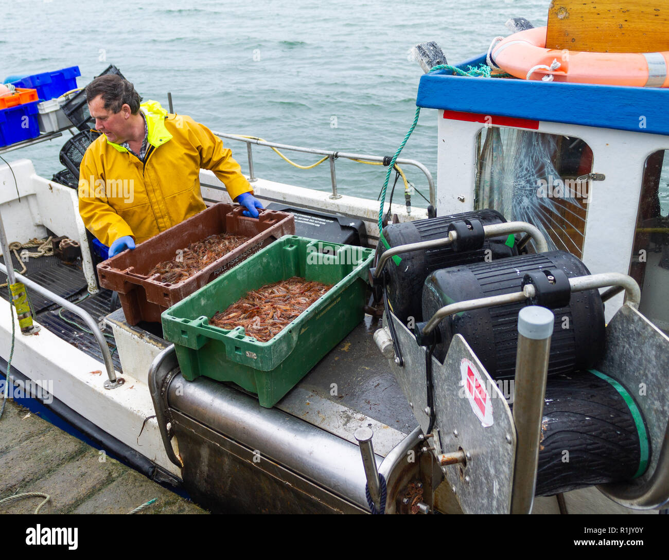 Pescatore di gamberetti sbarco la sua cattura del giorno di gamberi freschi in Irlanda Foto Stock