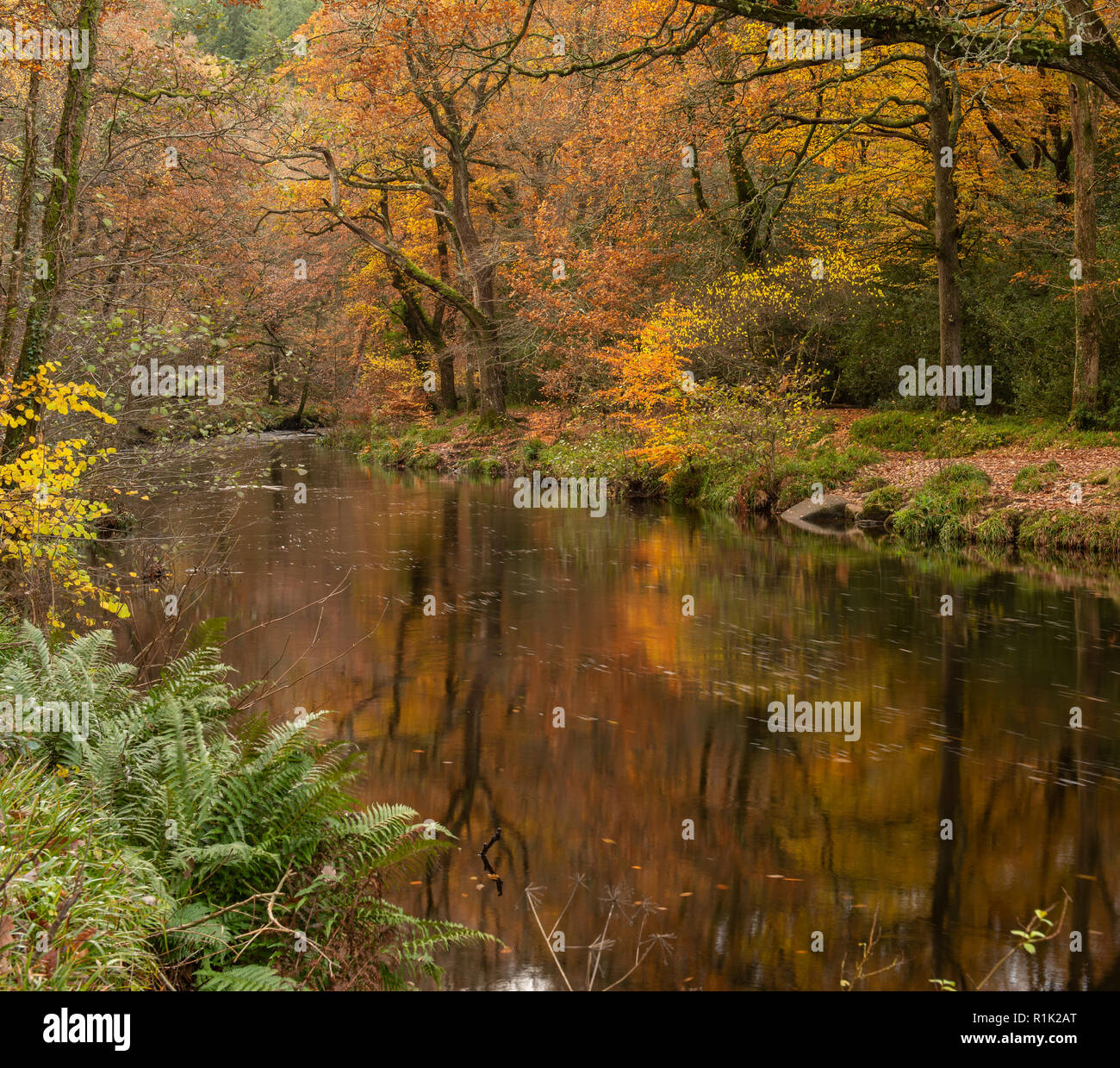 Teign Gorge,13 novembre 2018. Regno Unito: Meteo bellissimi colori autunnali lungo le rive del fiume Teign. La tonalità oro del fogliame sono riflessi nel fiume su una luminosa e calda giornata autunnale. Credito: Celia McMahon/Alamy Live News. Foto Stock