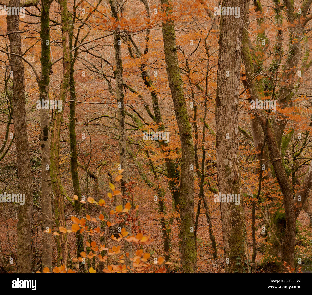 Teign Gorge, Devon, 13 novembre 2018. Meteo REGNO UNITO: Il bosco di alberi hanno iniziato a spargere il loro golden fogliame autunnale dopo una settimana di forti venti e piogge torrenziali. I mesi più caldi è previsione prima della caduta di temperatura alla fine della settimana. Credito: Celia McMahon/Alamy Live News Foto Stock