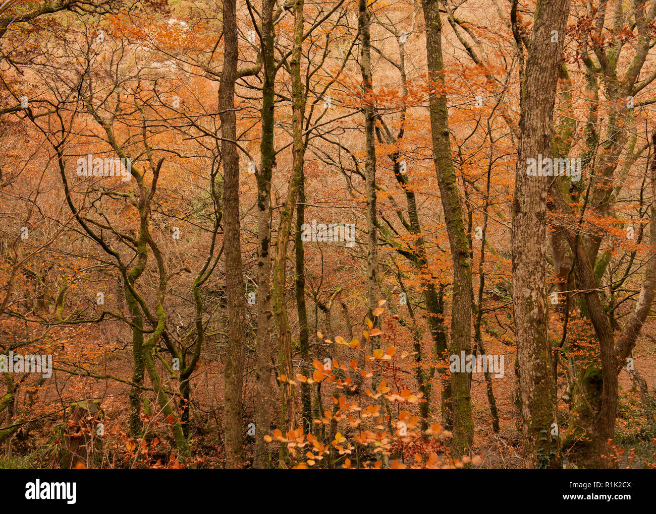 Teign Gorge, Devon, 13 novembre 2018. Meteo REGNO UNITO: Il bosco di alberi hanno iniziato a spargere il loro golden fogliame autunnale dopo una settimana di forti venti e piogge torrenziali. I mesi più caldi è previsione prima della caduta di temperatura alla fine della settimana. Credito: Celia McMahon/Alamy Live News Foto Stock