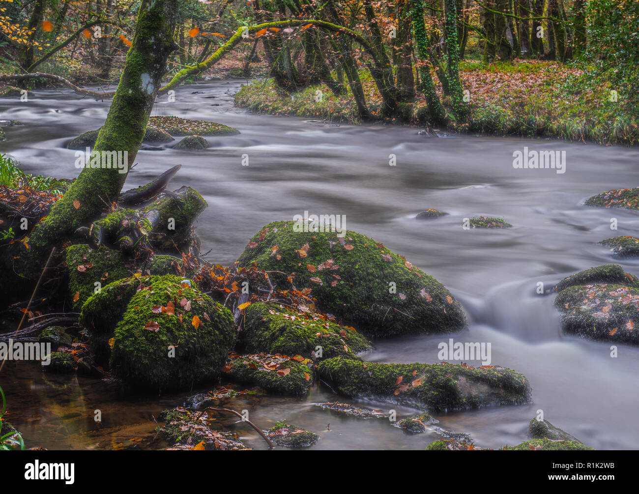 Teign Gorge, Devon, 13 novembre 2018. Regno Unito Meteo: caduta foglie sono lavato giù il fiume Teign seguenti gales e acquazzoni torrenziali degli ultimi giorni. Condizioni più calde sono previsioni per questa settimana prima della caduta di temperature. Credito: Celia McMahon/Alamy Live News Foto Stock