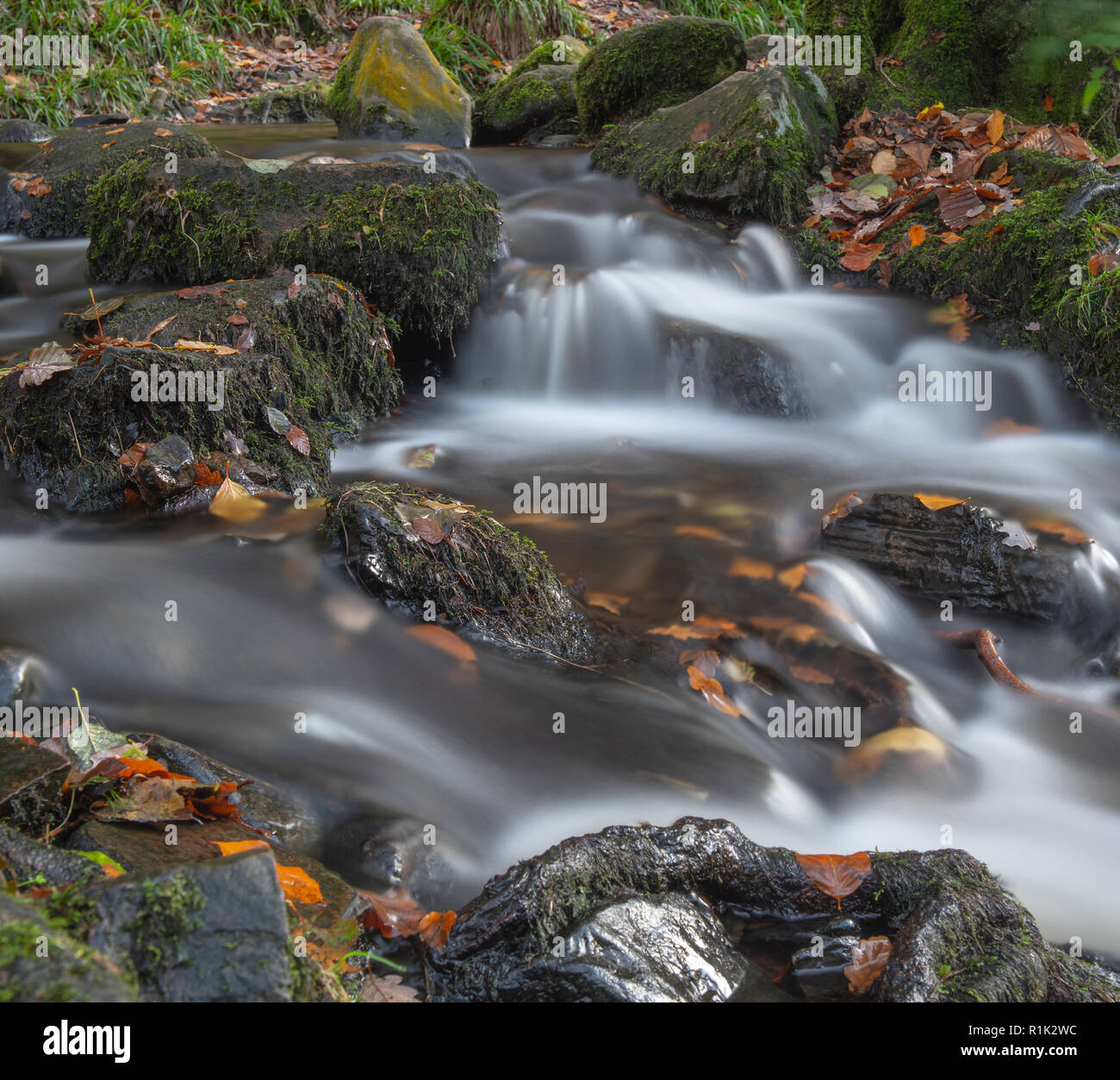 Teign Gorge, Devon, 13 novembre 2018. Regno Unito Meteo: caduta foglie sono lavato giù il fiume Teign seguenti gales e acquazzoni torrenziali degli ultimi giorni. Condizioni più calde sono previsioni per questa settimana prima della caduta di temperature. Credito: Celia McMahon/Alamy Live News Foto Stock