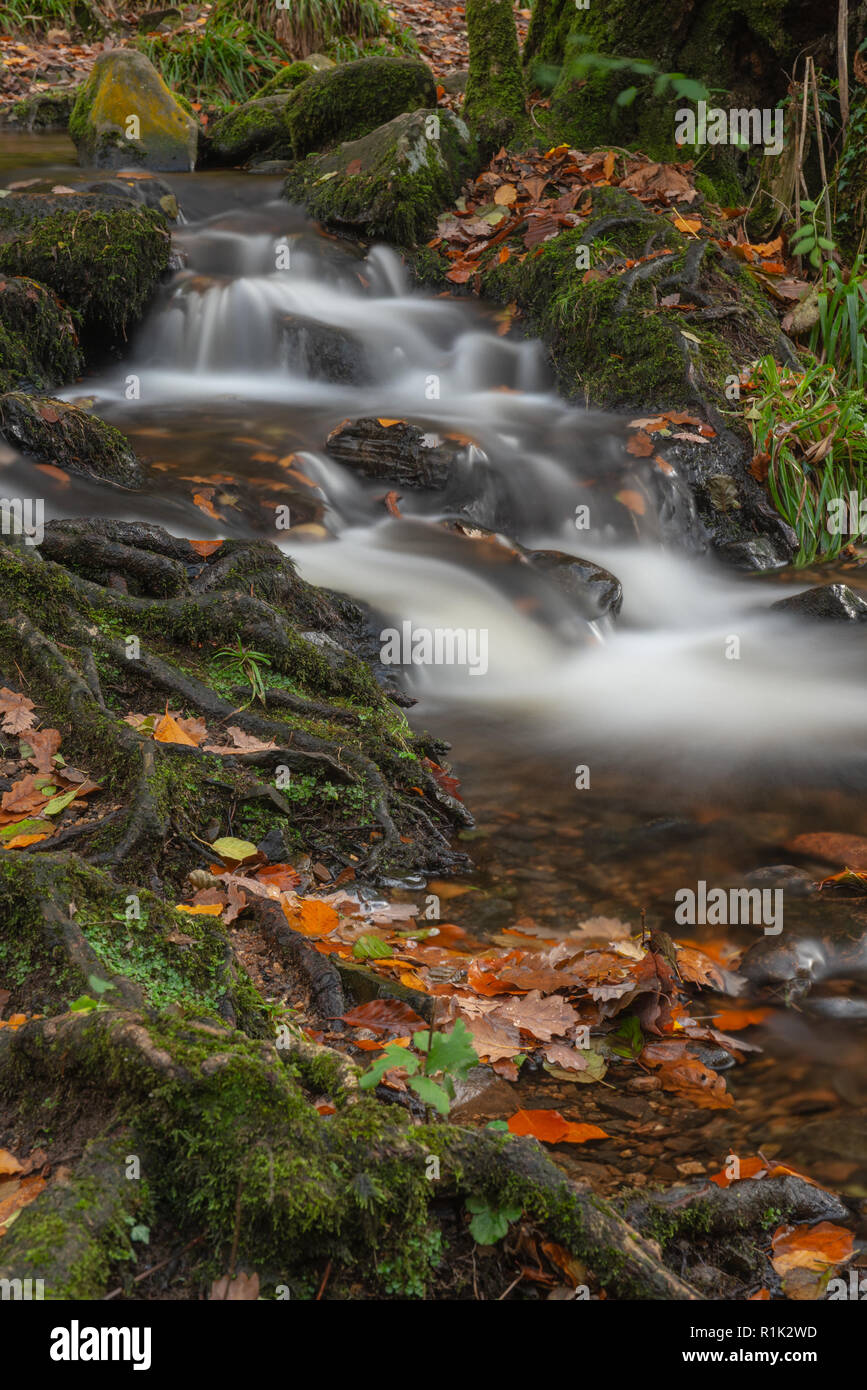 Teign Gorge, Devon, 13 novembre 2018. Regno Unito Meteo: caduta foglie sono lavato giù il fiume Teign seguenti gales e acquazzoni torrenziali degli ultimi giorni. Condizioni più calde sono previsioni per questa settimana prima della caduta di temperature. Credito: Celia McMahon/Alamy Live News Foto Stock