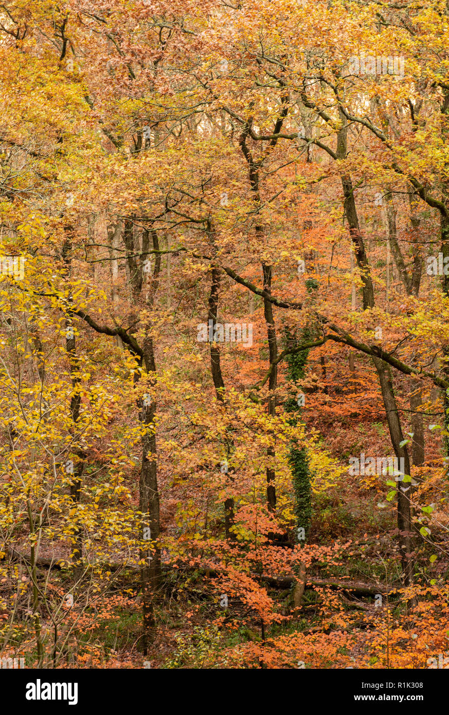 Teign Gorge, Devon, 13 novembre 2018. Meteo REGNO UNITO: Il bosco di alberi hanno iniziato a spargere il loro golden fogliame autunnale dopo una settimana di forti venti e piogge torrenziali. I mesi più caldi è previsione prima della caduta di temperatura alla fine della settimana. Credito: Celia McMahon/Alamy Live News Foto Stock