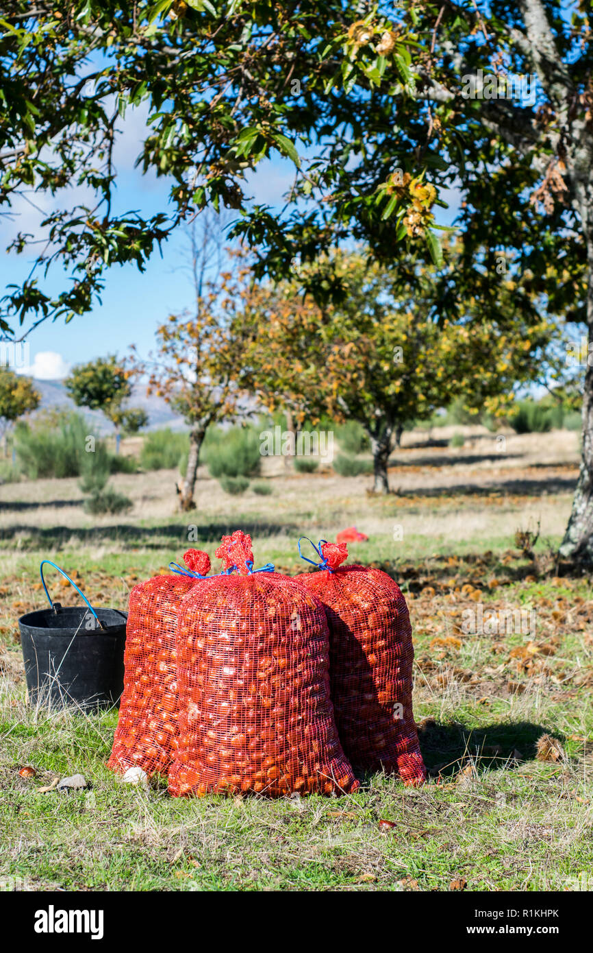 La produzione di castagne in Vilar de Perdizes, Montalegre. Foto Stock