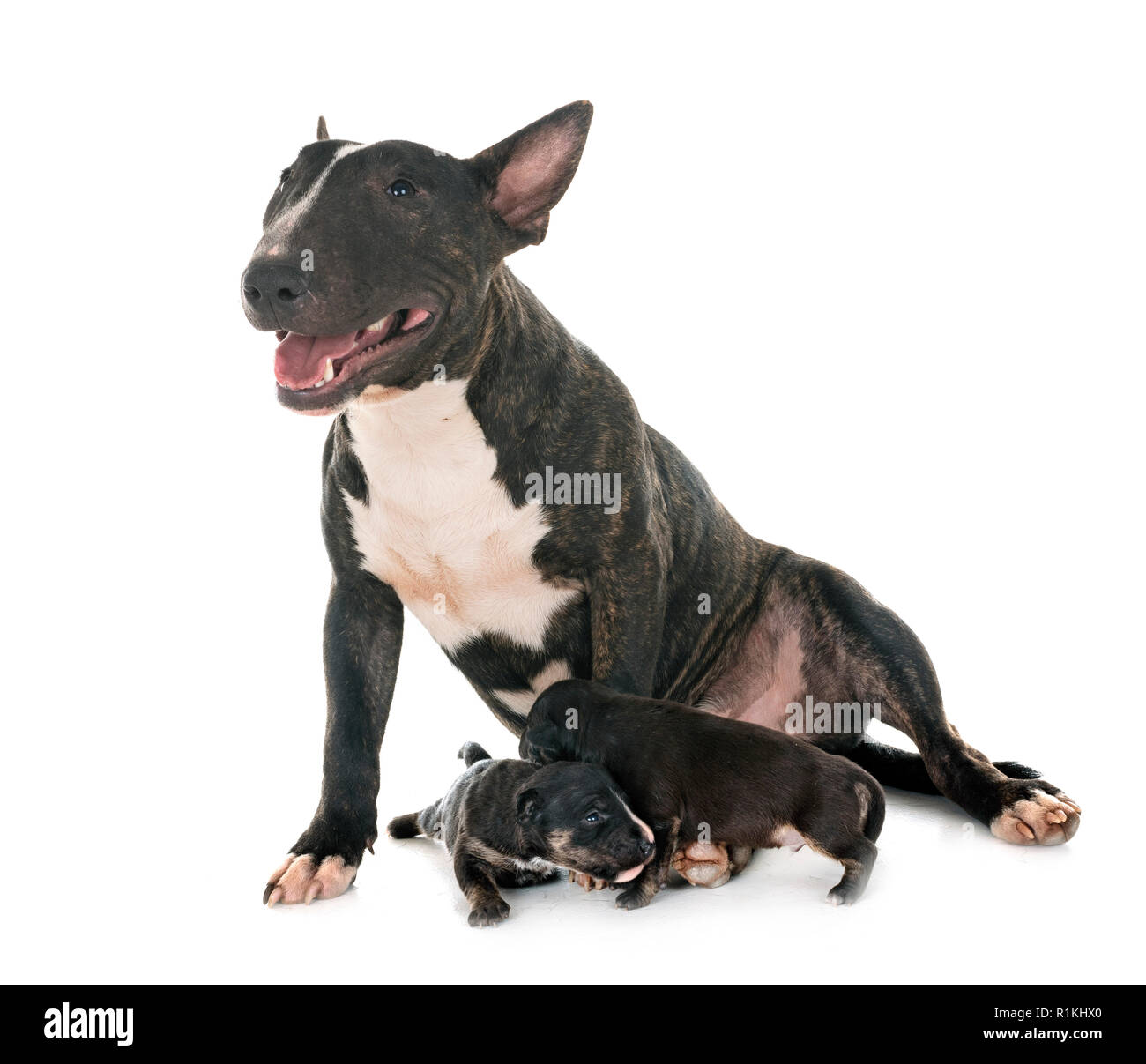 Miniatura bull terrier e cuccioli di fronte a uno sfondo bianco Foto Stock
