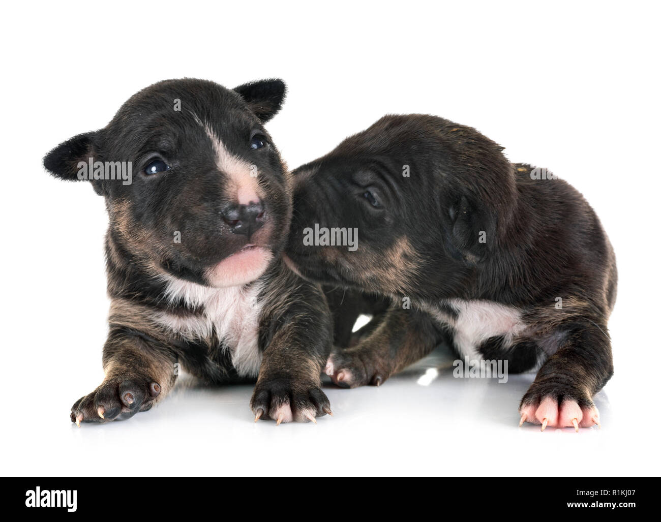 Miniatura cuccioli di bull terrier di fronte a uno sfondo bianco Foto Stock