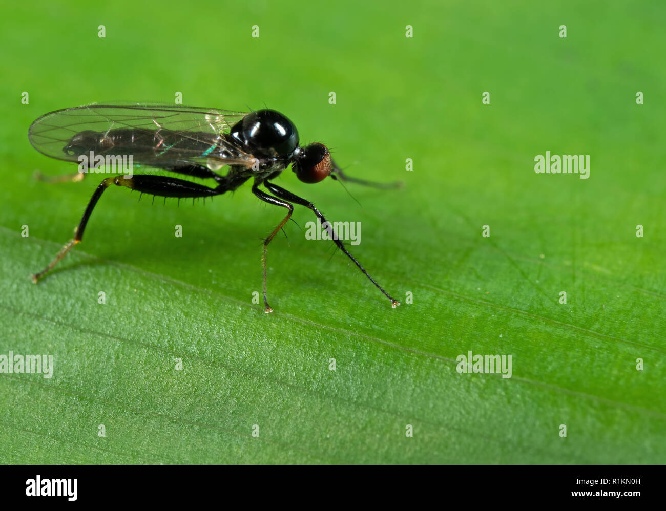 La fotografia macro di nero vola sulla foglia verde Foto Stock