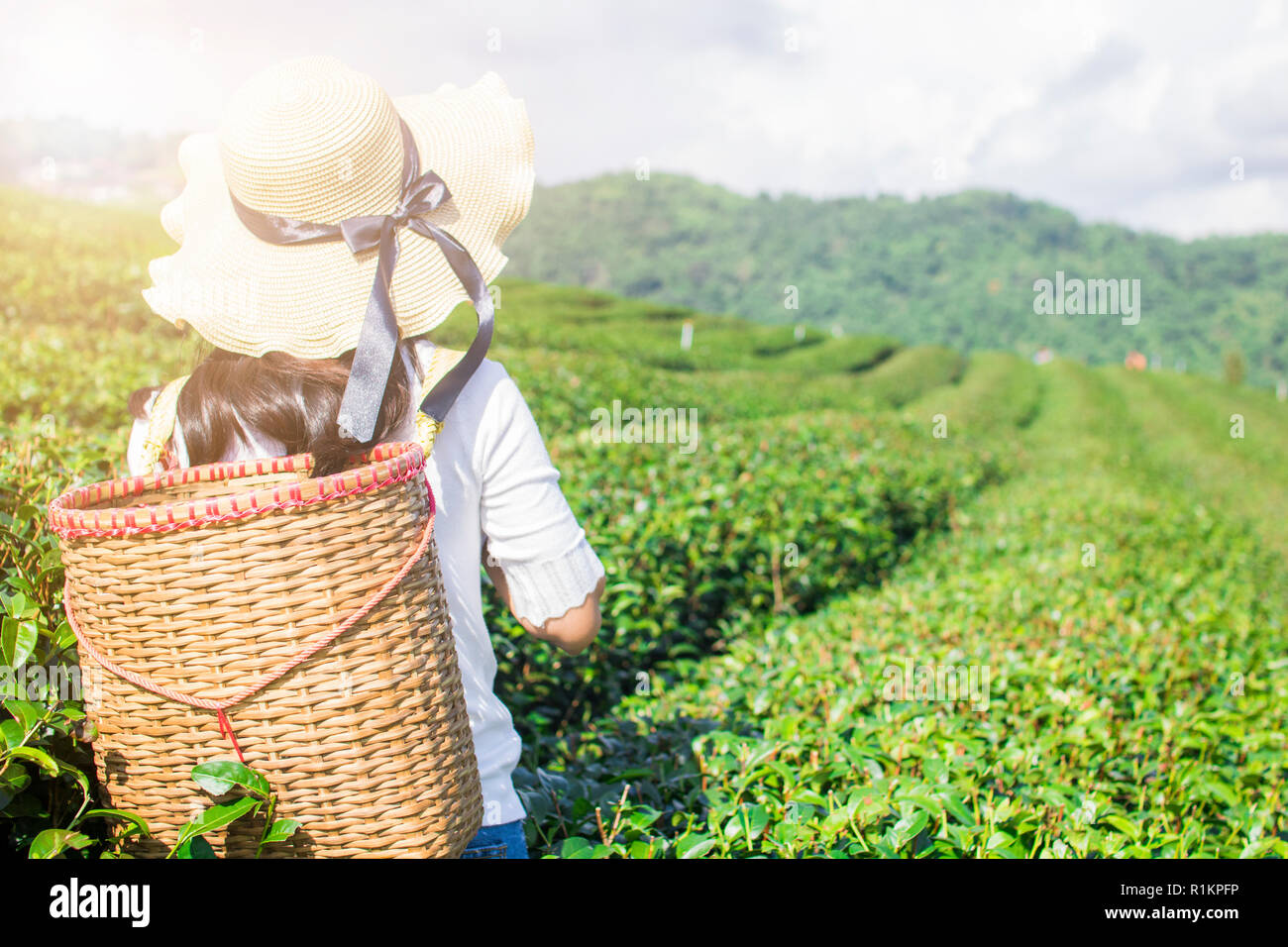 Asian traveler donna cestello di contenimento al tè verde farm al mattino Foto Stock