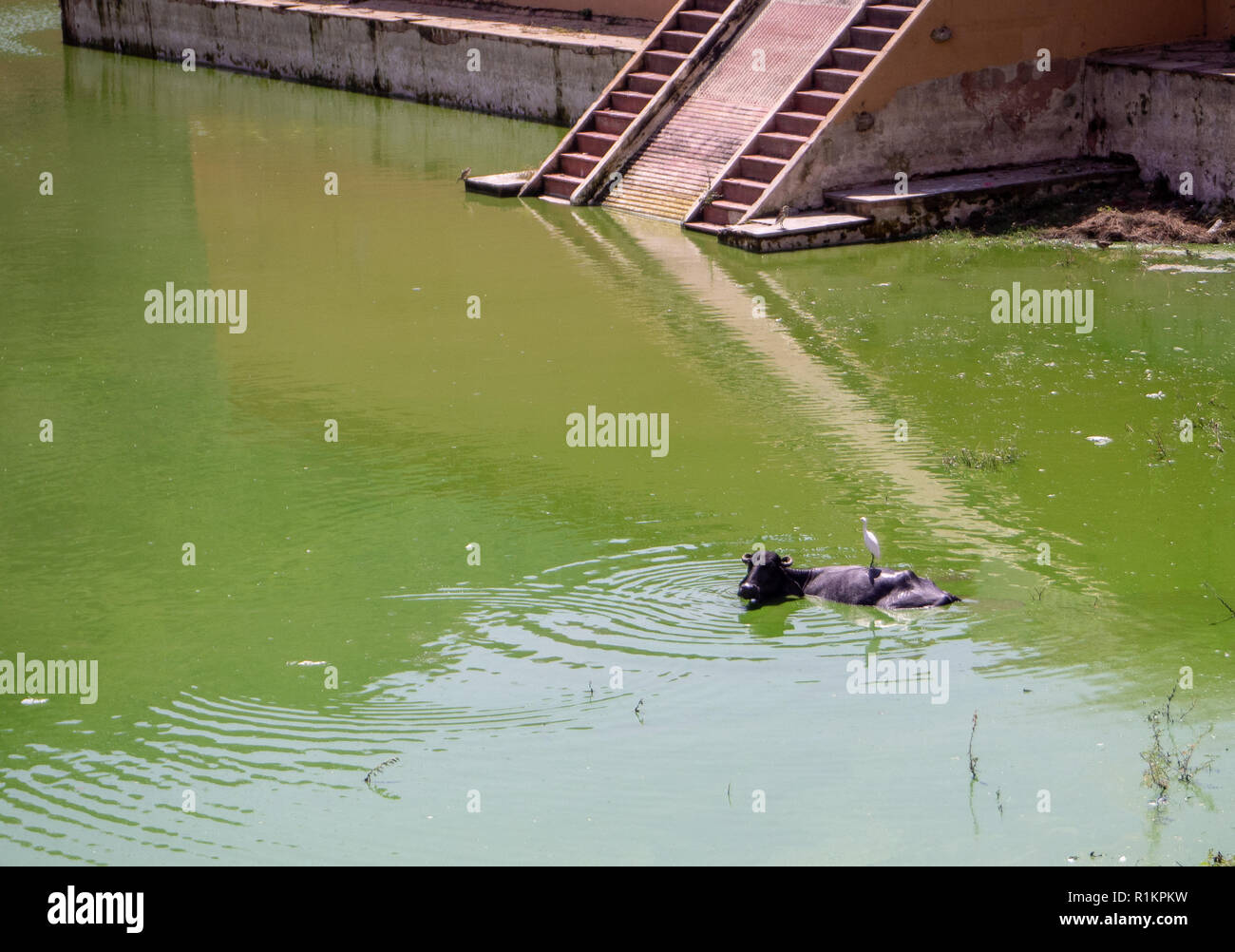 Un bue prendere un bagno accanto al Forte Amber in Agra, India, con un uccello sulla parte superiore. Foto Stock