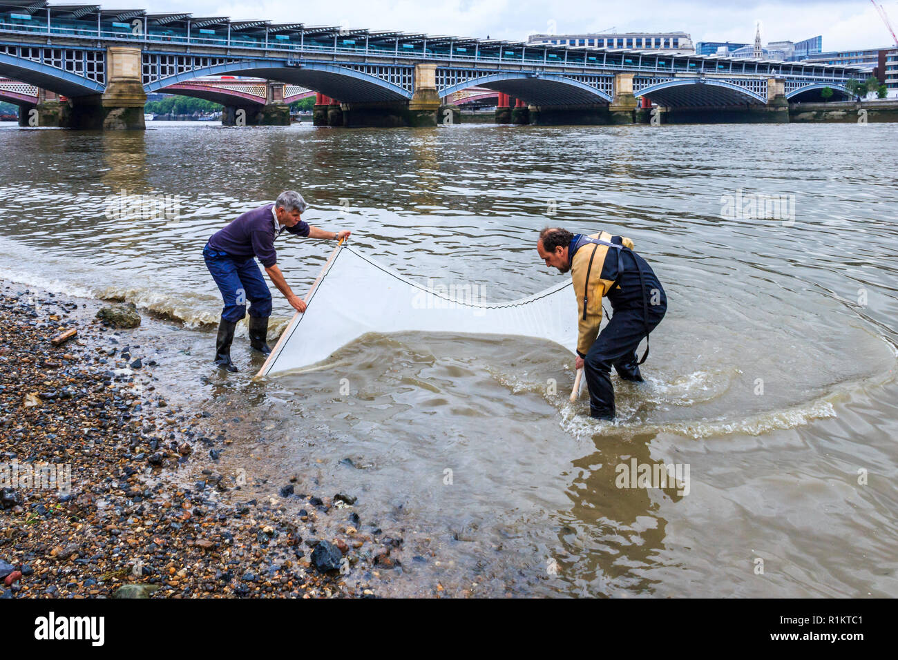 Conservazionisti da la Zoological Society di Londra la stacciatura nel Tamigi a Bankside, London, Regno Unito Foto Stock