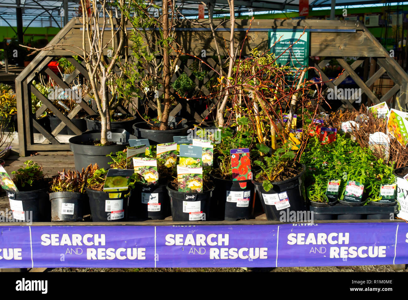 La ricerca e il salvataggio degli impianti per la vendita in un centro giardino in autunno, danneggiato piante vendute a prezzi ridotti Foto Stock