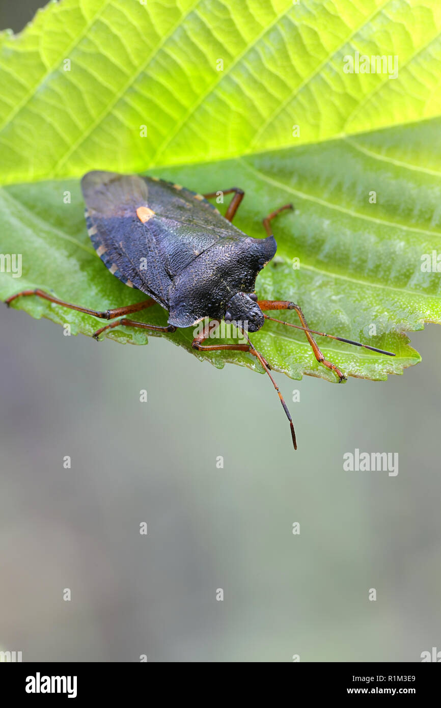 Forest bug o rosso-gambe, shieldbug Pentatoma rufipes Foto Stock