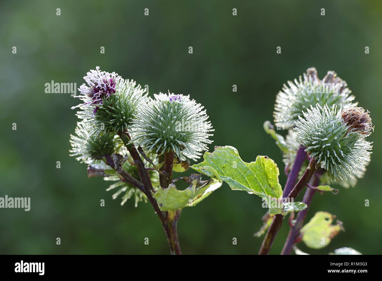 Arctium lappa, comunemente chiamato maggiore, bardana lappa, Beggar's pulsanti, spinoso, bave o felice grandi e tradizionali di piante medicinali Foto Stock