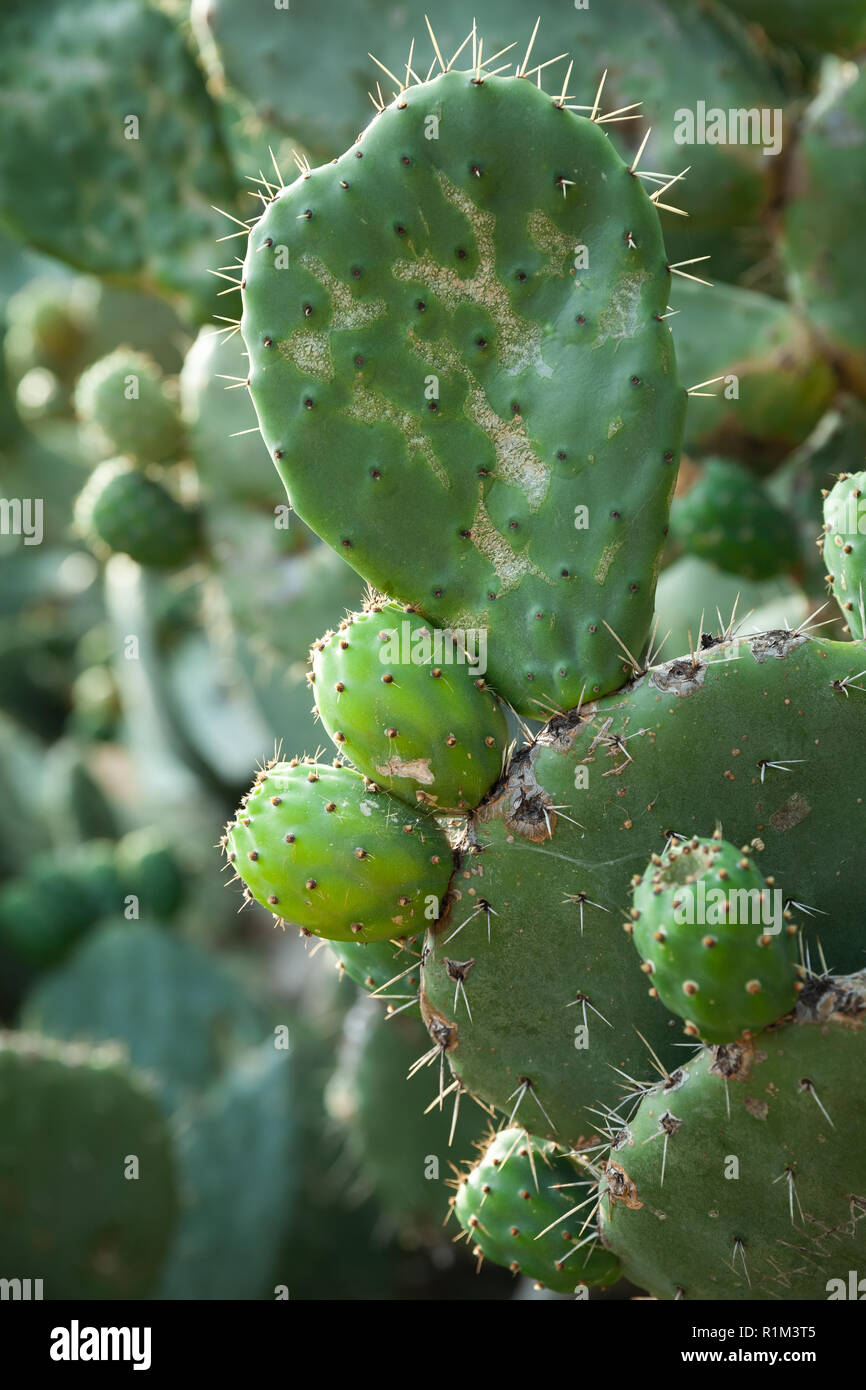 L' Opuntia, vegetale commestibile comunemente chiamato fico d'india, è un genere nella famiglia di cactus, Cactaceae Foto Stock