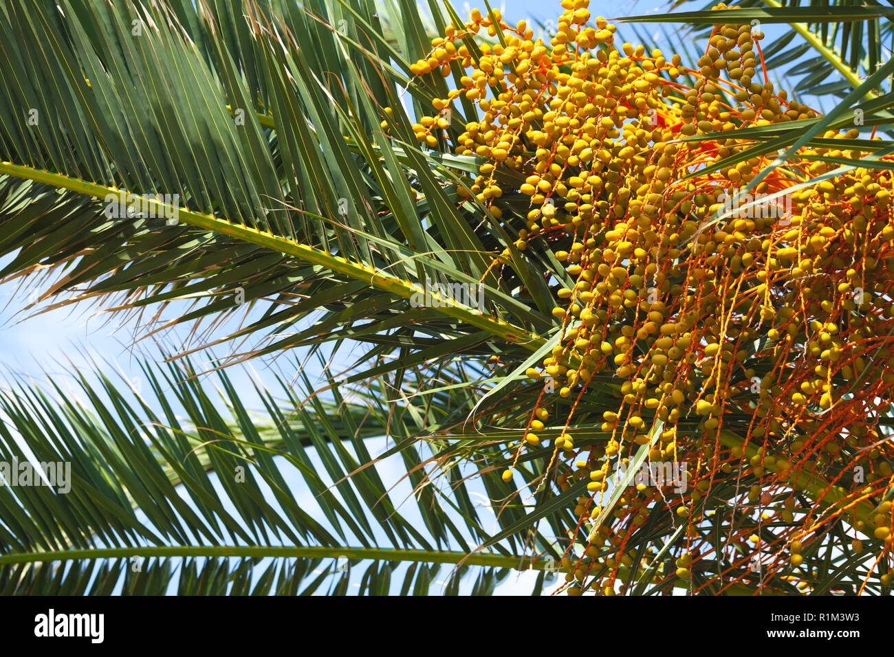 Date giallo crescere su un albero di palma, close-up foto con messa a fuoco selettiva Foto Stock