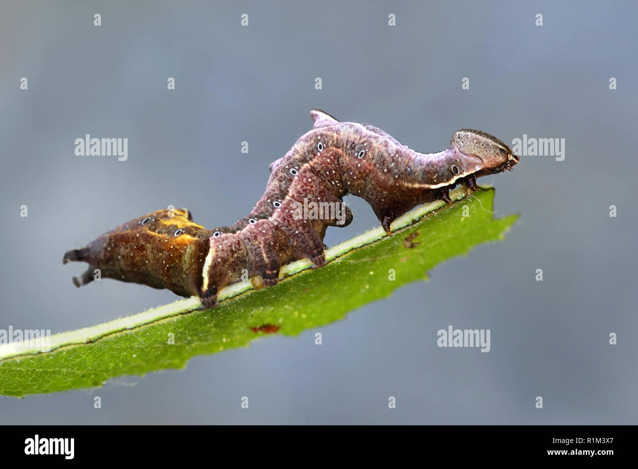 Notodonta ziczac, la ghiaia falena prominente Foto Stock