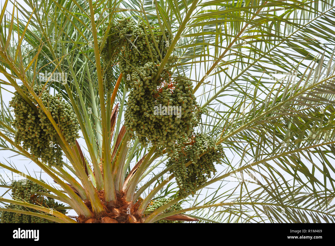 Le date di verde su un albero di palma, close-up foto con messa a fuoco selettiva Foto Stock