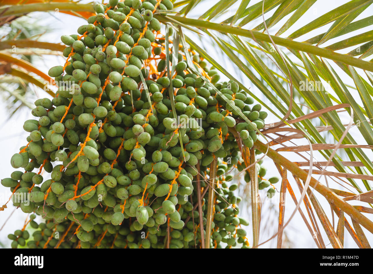 Date verde crescere su un albero di palma, close-up foto con messa a fuoco selettiva Foto Stock