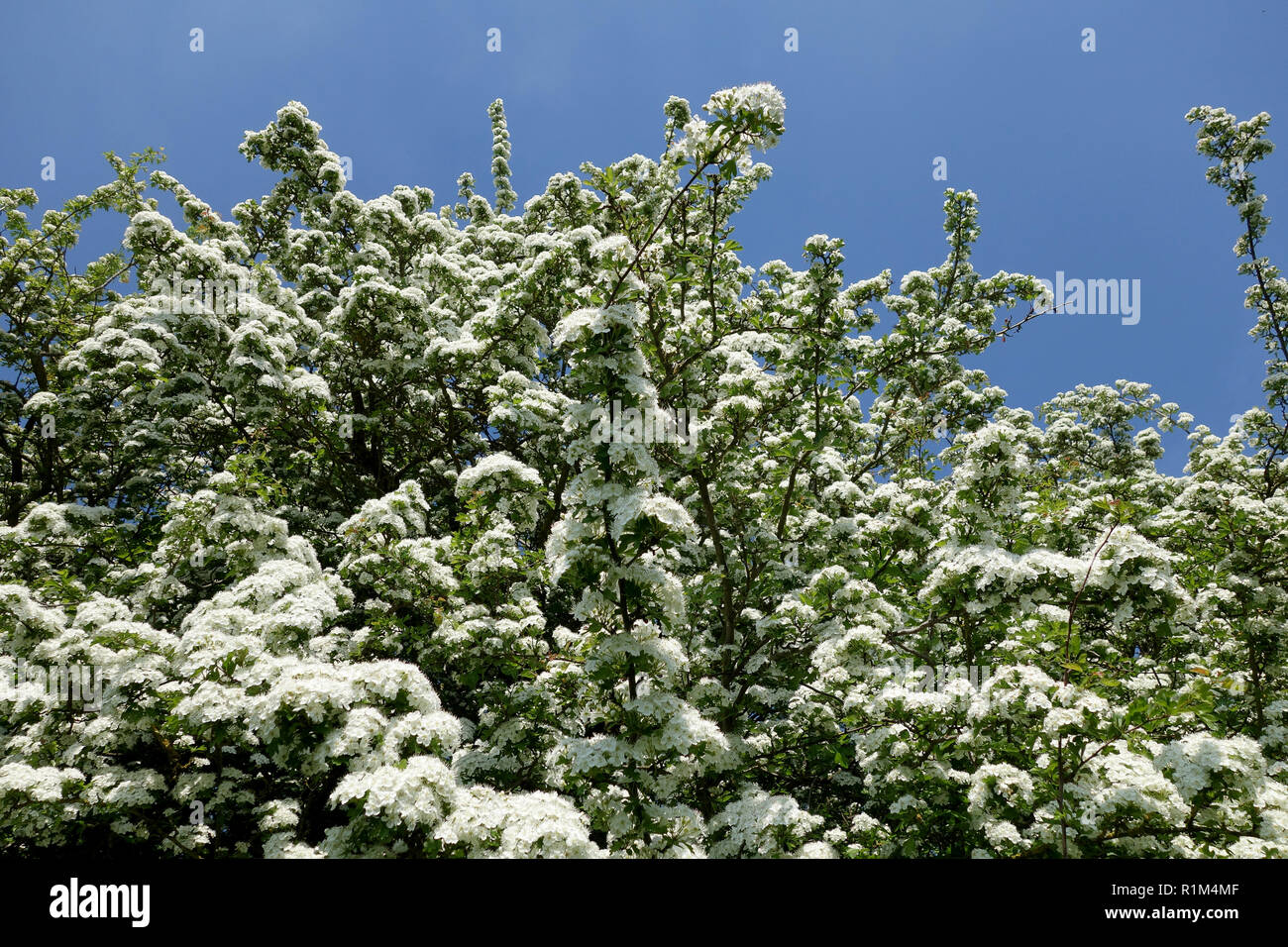 White Biancospino in fiore in Inghilterra Regno Unito 2018 Foto Stock
