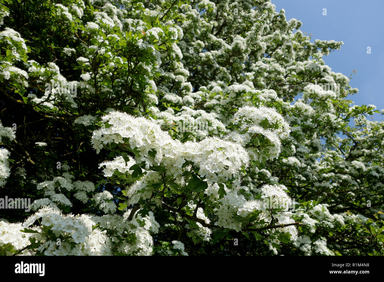 White Biancospino in fiore in Inghilterra Regno Unito 2018 Foto Stock